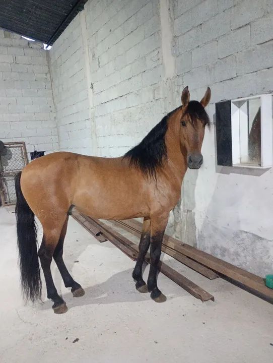 Cavalo campolina garanhão 