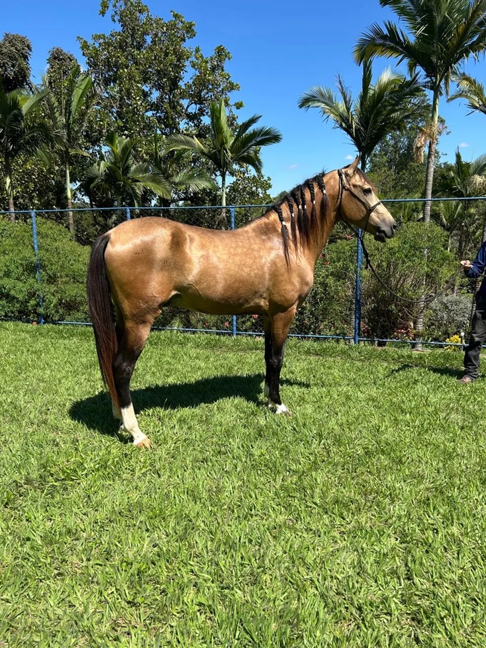 Cavalo mangalarga marchador registrado