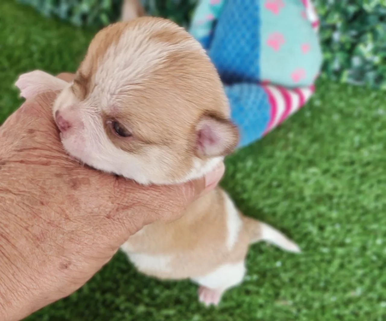 Chihuahua macho Pêlo curto disponivel para reserva  - Foto 2