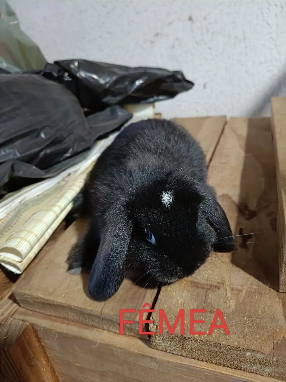 Coelho Mini Lops  - Foto 2