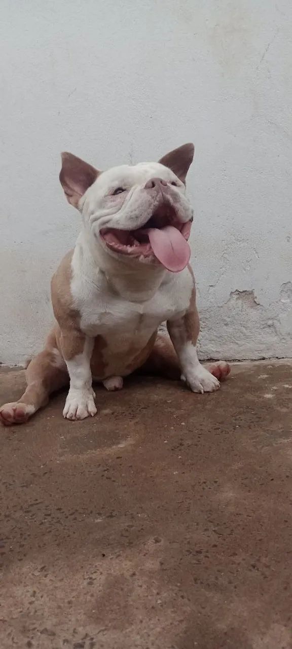 Disponível para cobertura  - Foto 2