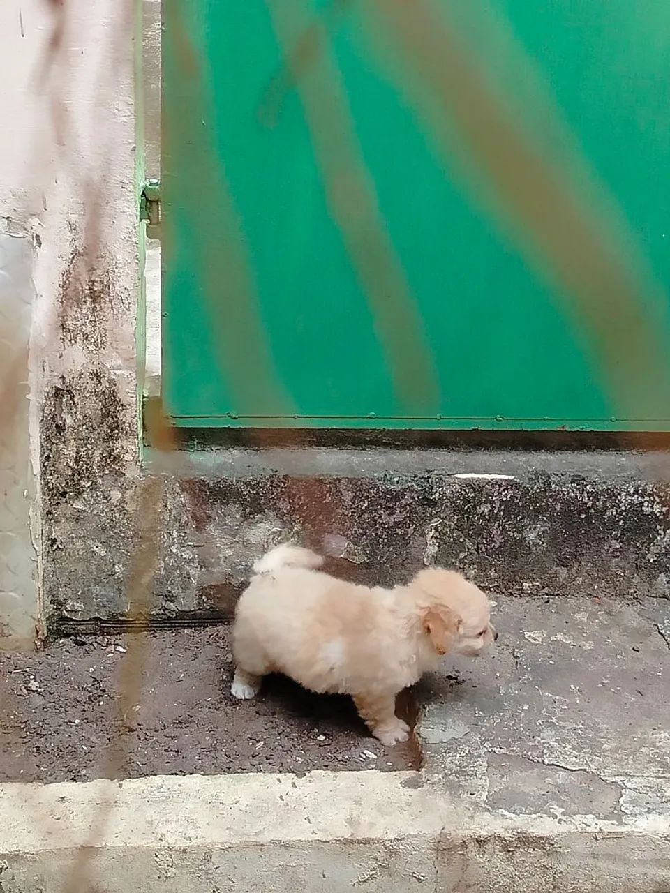Poodle machinho - Foto 5