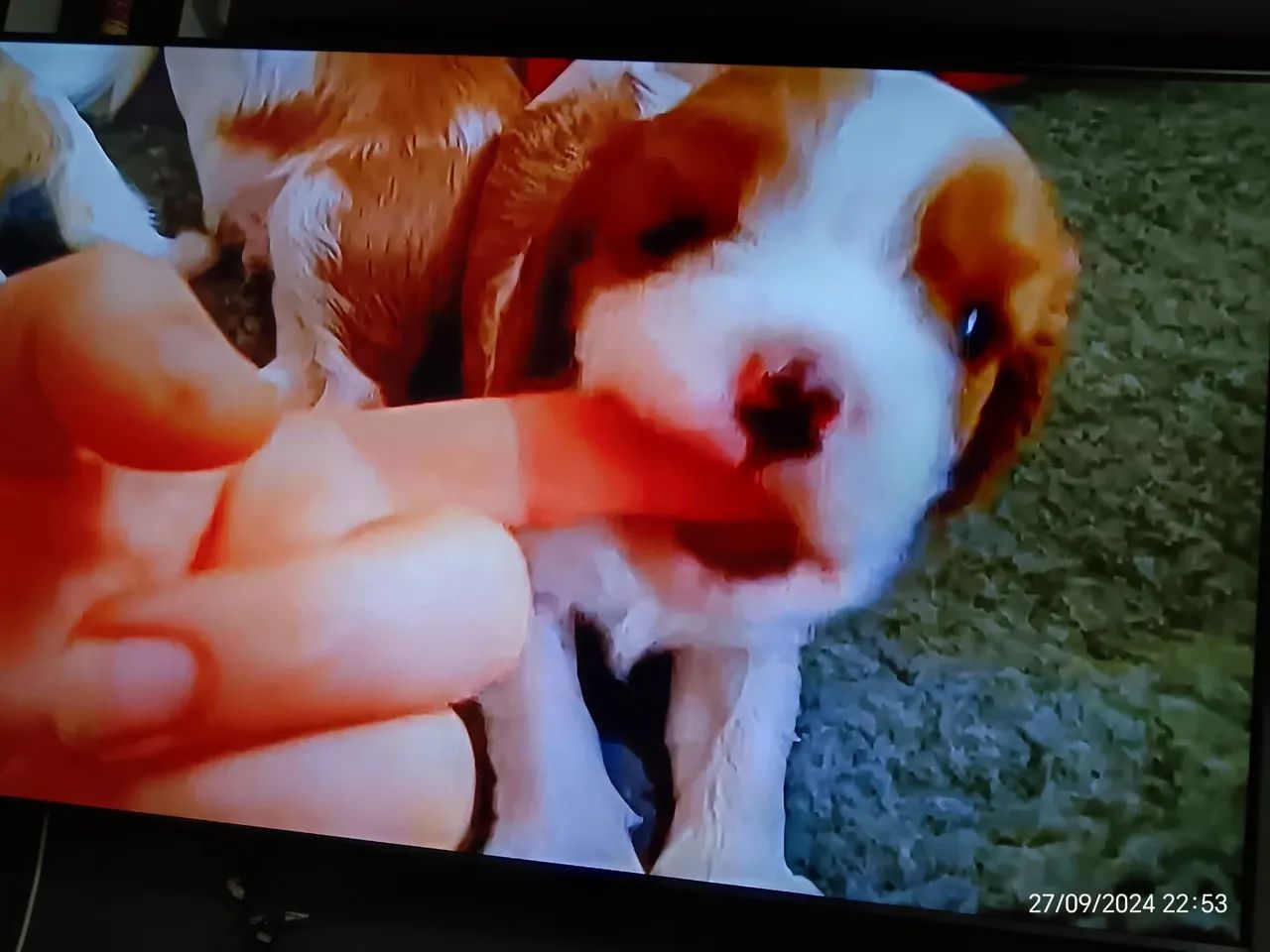 Cavalier King Charles spaniel - Foto 2