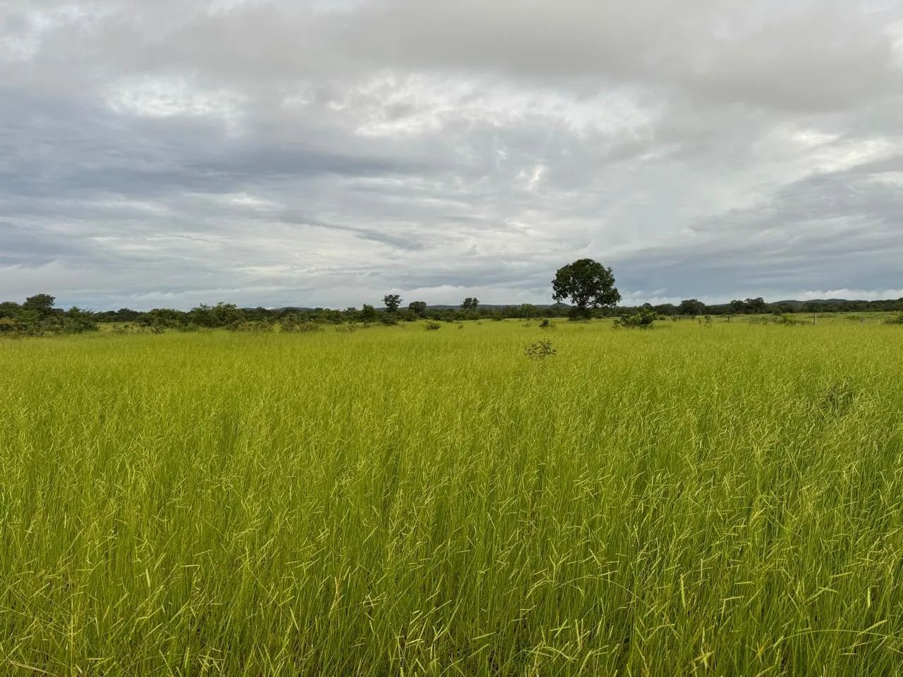 Fazenda em Itacaiu GO/MT - Foto 5