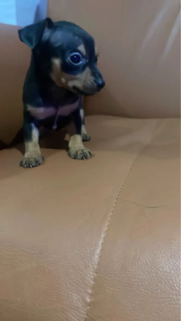 Pinscher miniatura  - Foto 4