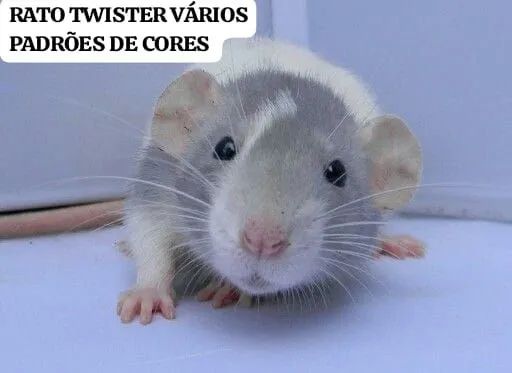 Ratinho Twister - Várias cores RATO DE LABORATÓRIO RATO DOMÉSTICO RATO MERCOL BRANCO