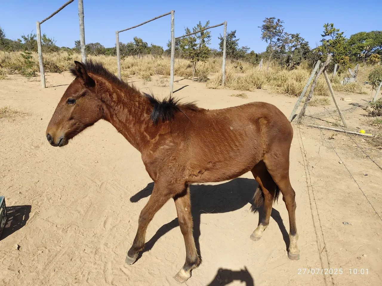 Um potrinho e uma potrinha. - Foto 2