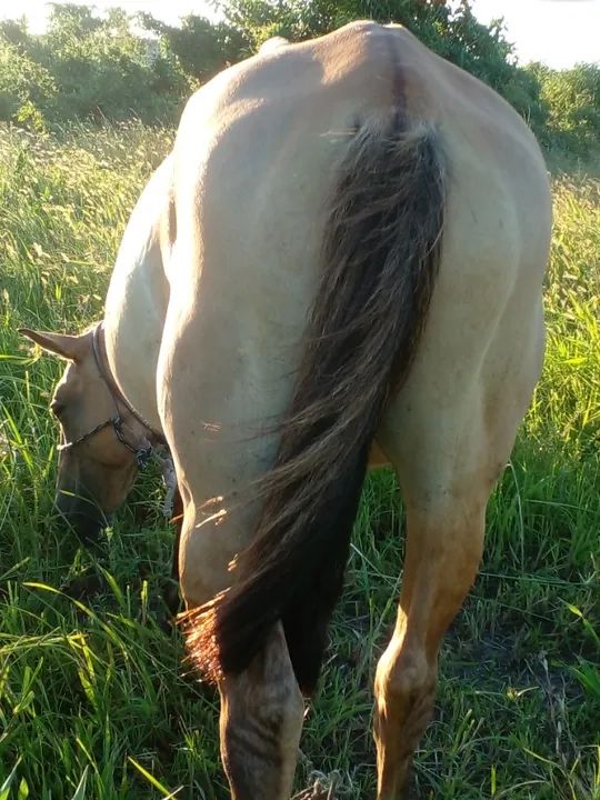 Égua Com 8 Meses Gestação /  Campolina / Mansa de tudo /  Campos dos Goytacazes Rj  - Foto 5
