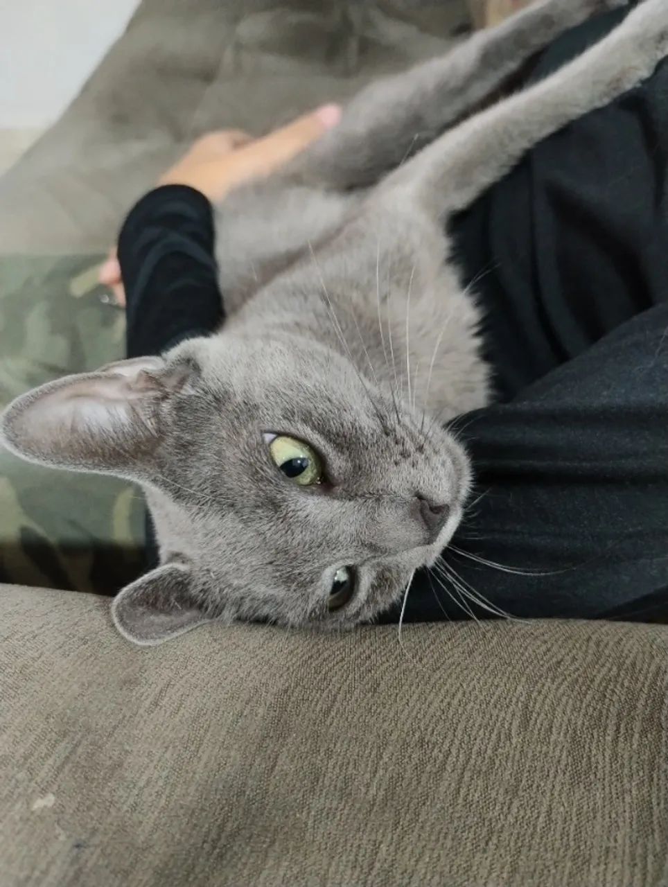 Doa-se GATA de 1 ano cinza castrada! - Foto 3