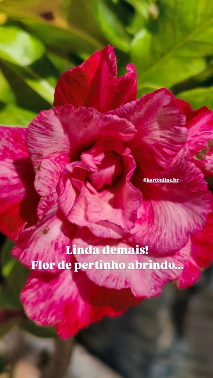 Rosa do deserto - flor espetacular 