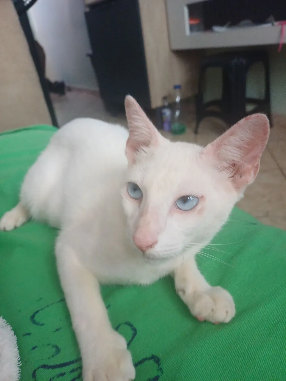 Doação de gatinho