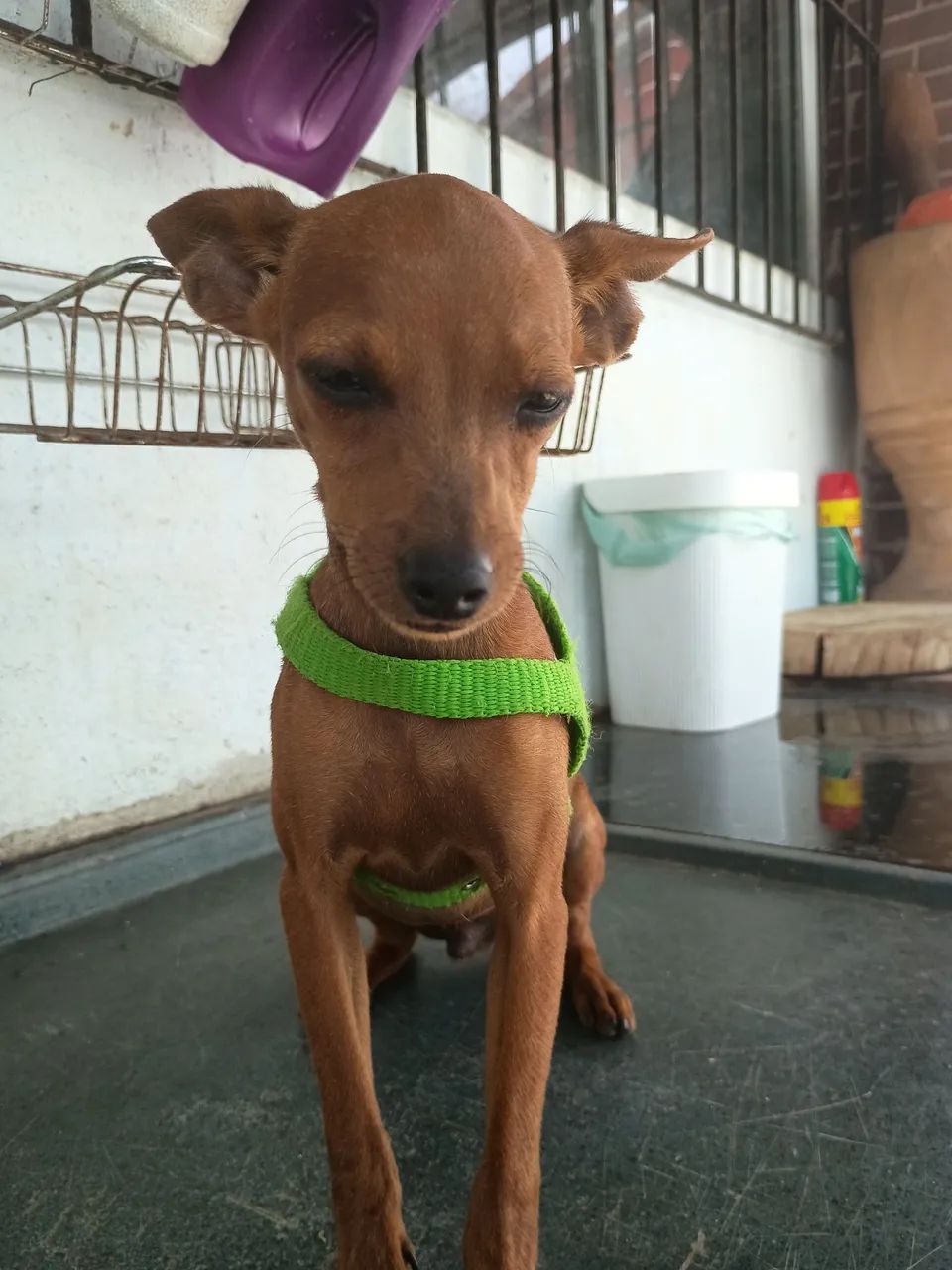 Pinscher filhote 5 meses macho vermifugado e vacinado e pode escolher o nome