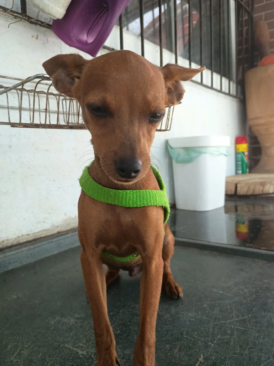 Pinscher filhote 5 meses macho vermifugado e vacinado e pode escolher o nome