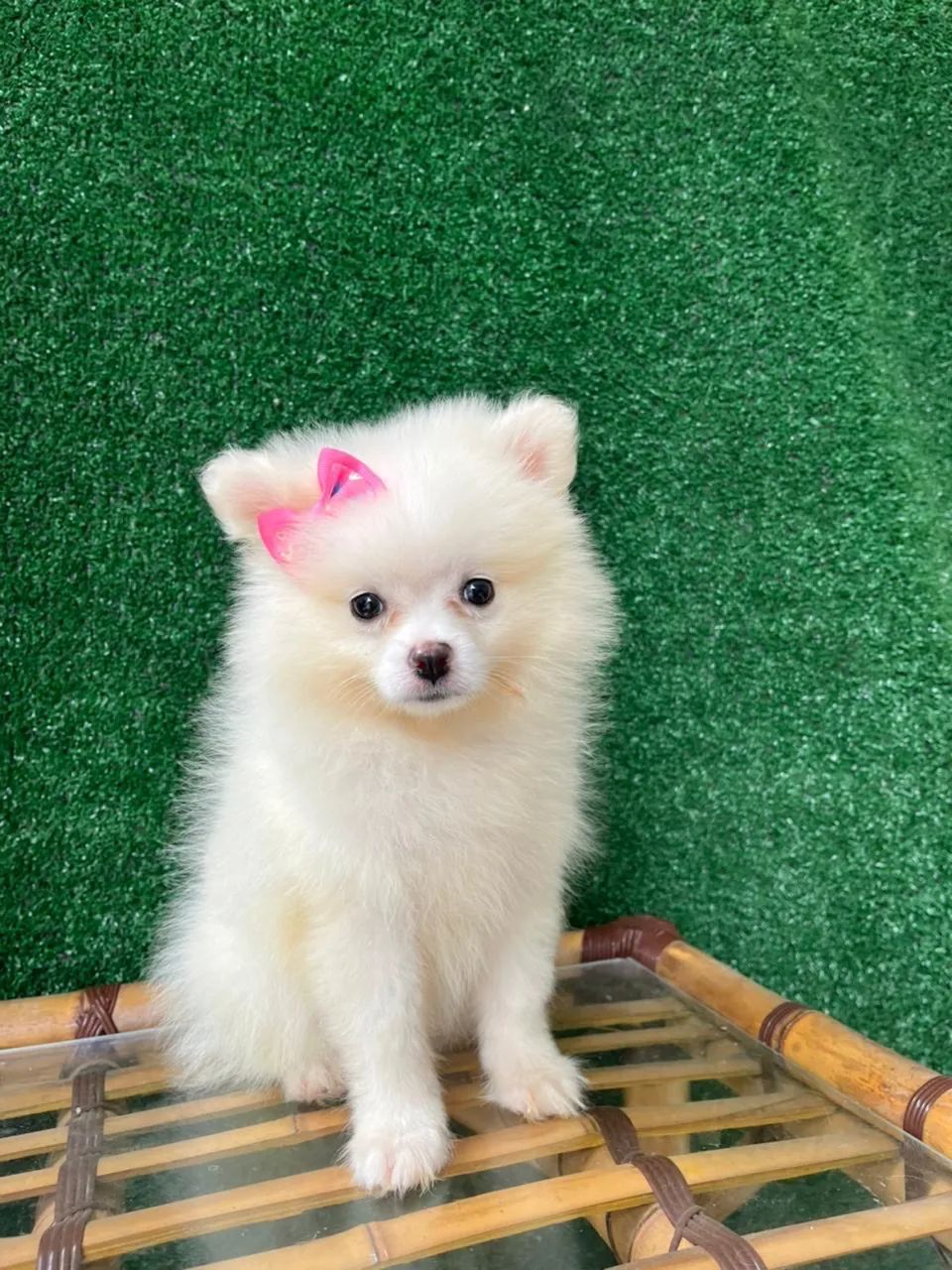 Spitz Alemso. Femea - Foto 2