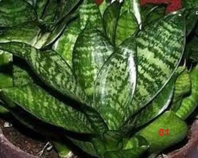 Planta Espada de São Jorge ( Faço entrega) - Foto 4