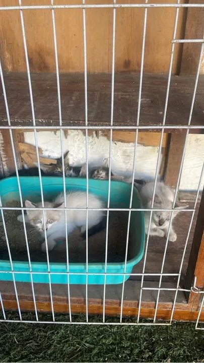 Gatinhos fofinhos para adoção!