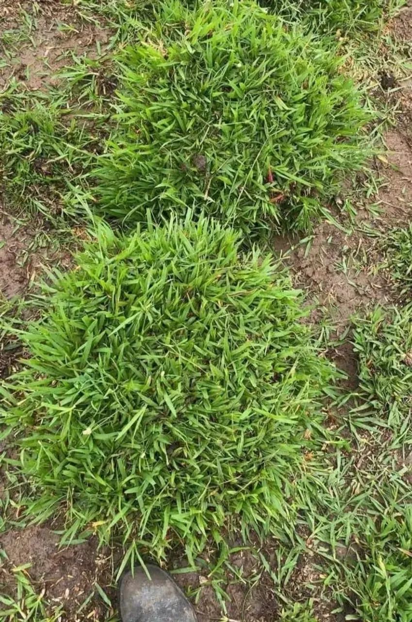 Gramas com preço e qualidade! - Foto 3