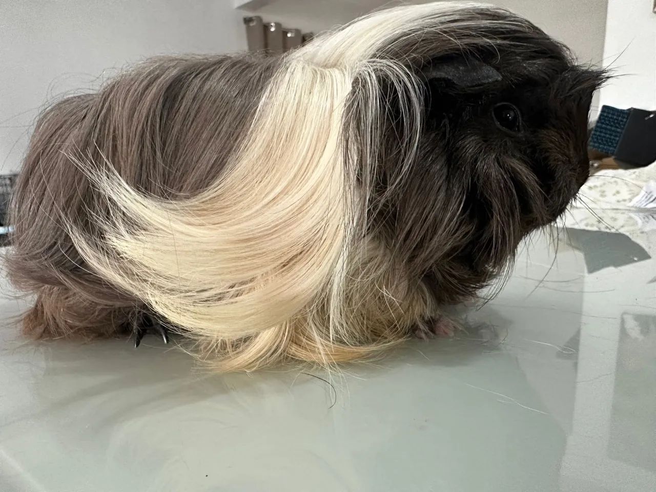 Porquinho da índia  - Foto 4