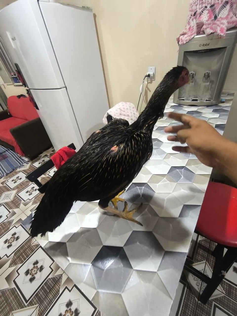 Galinha carioca  - Foto 5