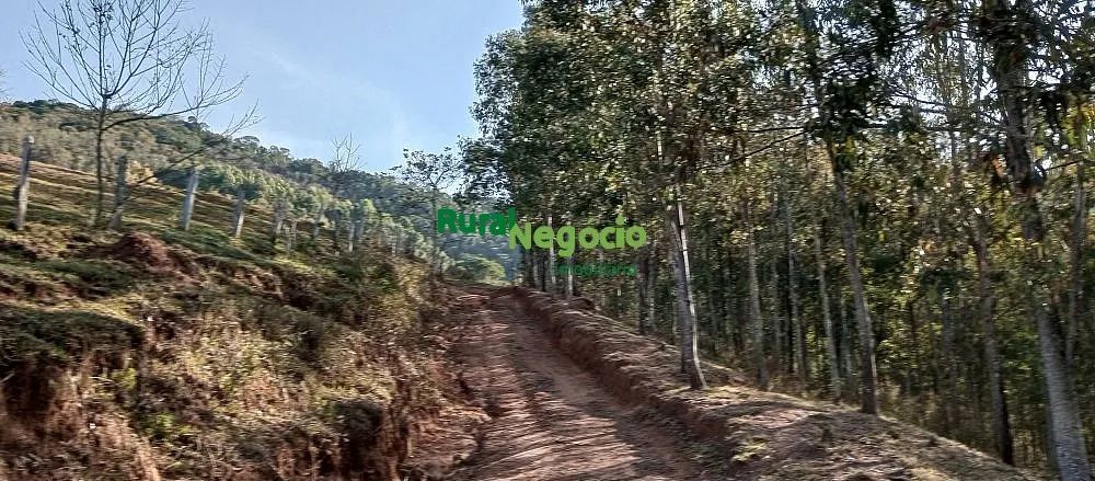 FAZENDA COM PLANTAÇÃO DE EUCALIPTOS EM BRAZÓPOLIS-MG - Foto 2