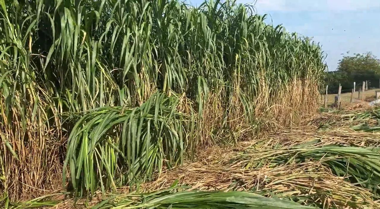 PLANTE CAPIAÇU NAS TROVOADAS E APROVEITAR O INVERNO TENHO MUDAS GEMAS DISPONÍVE  A VENDA  - Foto 2