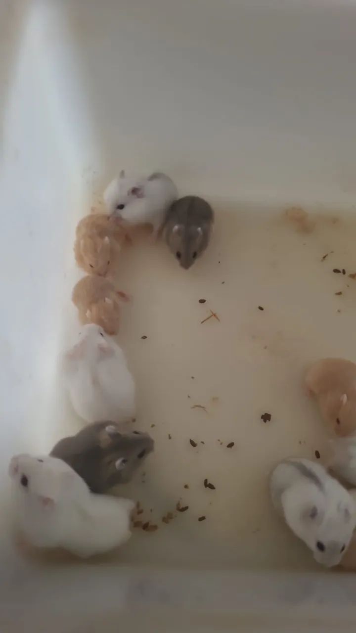 Hamster anão russo - Foto 2