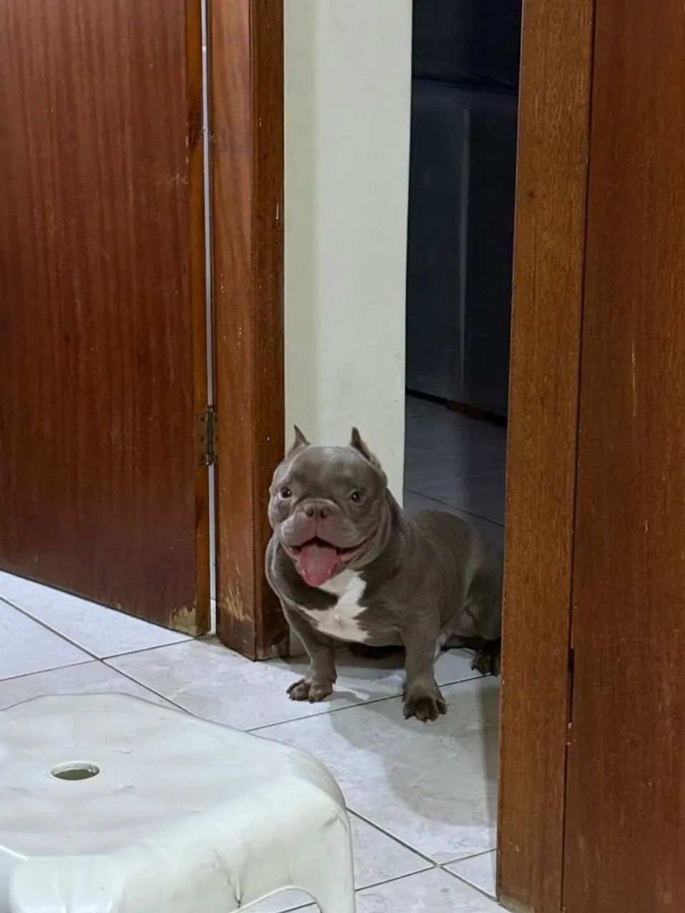 American bully micro