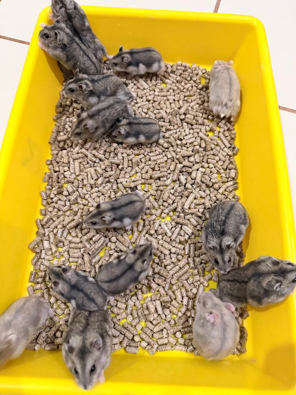 HAMSTER ANÃO RUSSO 