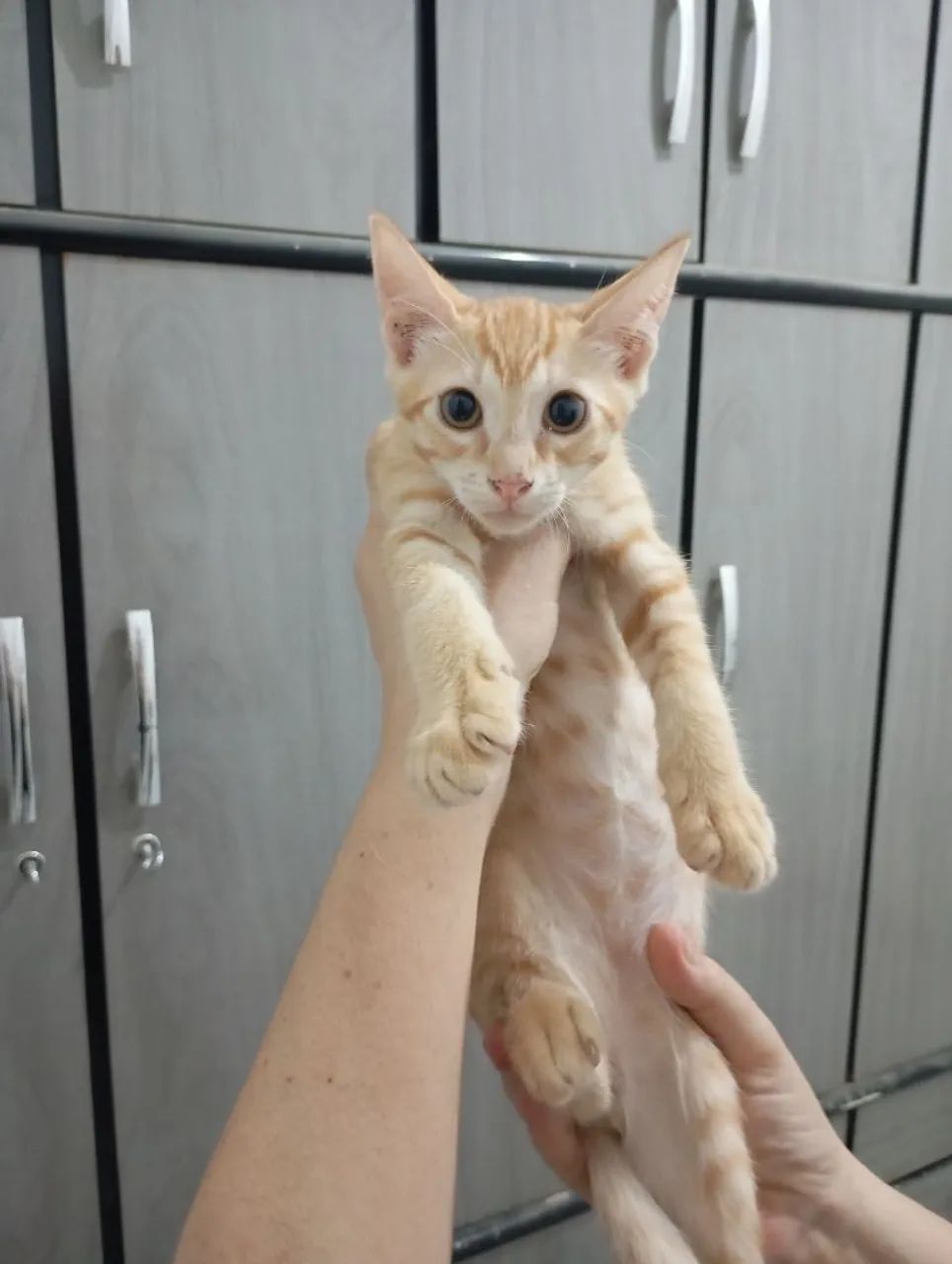 Gatinhos para Adoção  - Foto 2