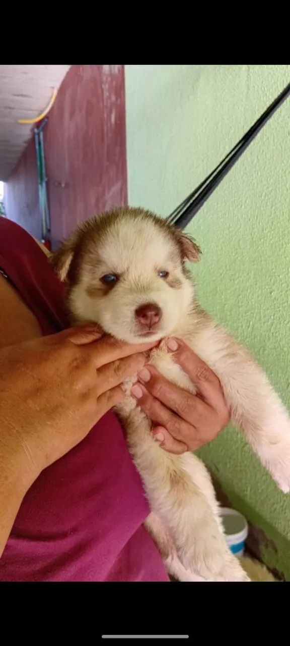 Husky siberiano  - Foto 5