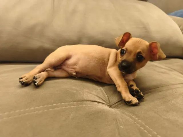 Pinscher  - Foto 2