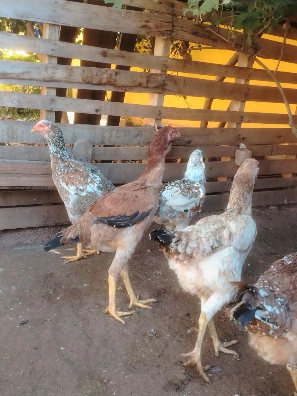 Frangas e galinhas indio gigante  - Foto 4