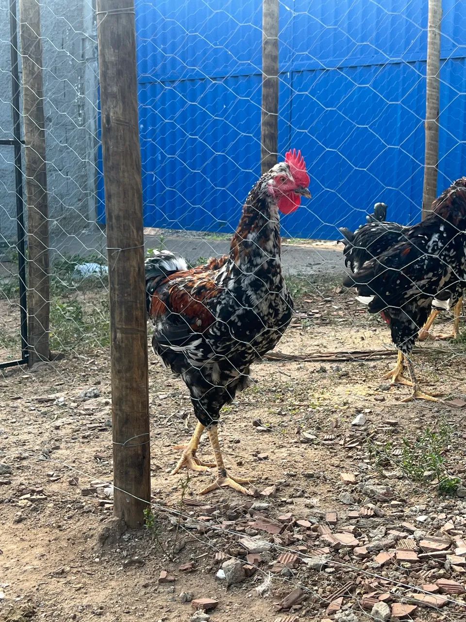 Vendo frangos machos Gsb  