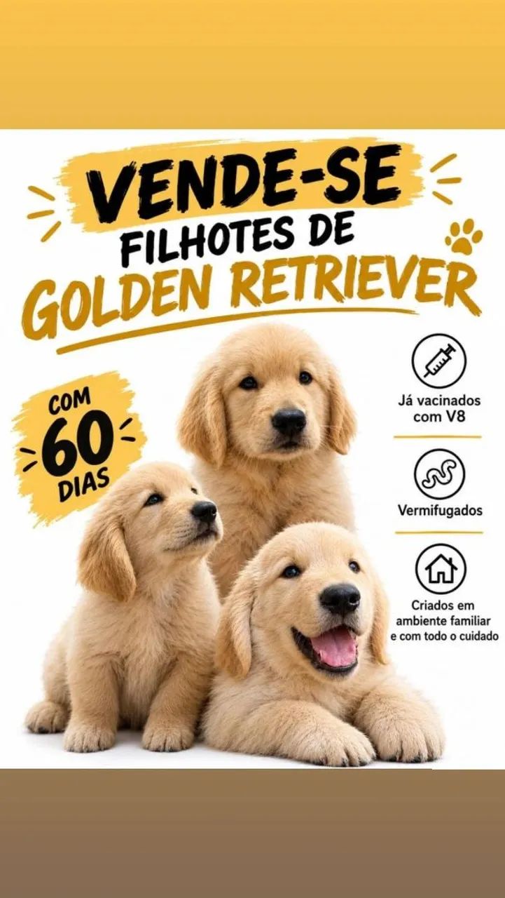 Golden retriever