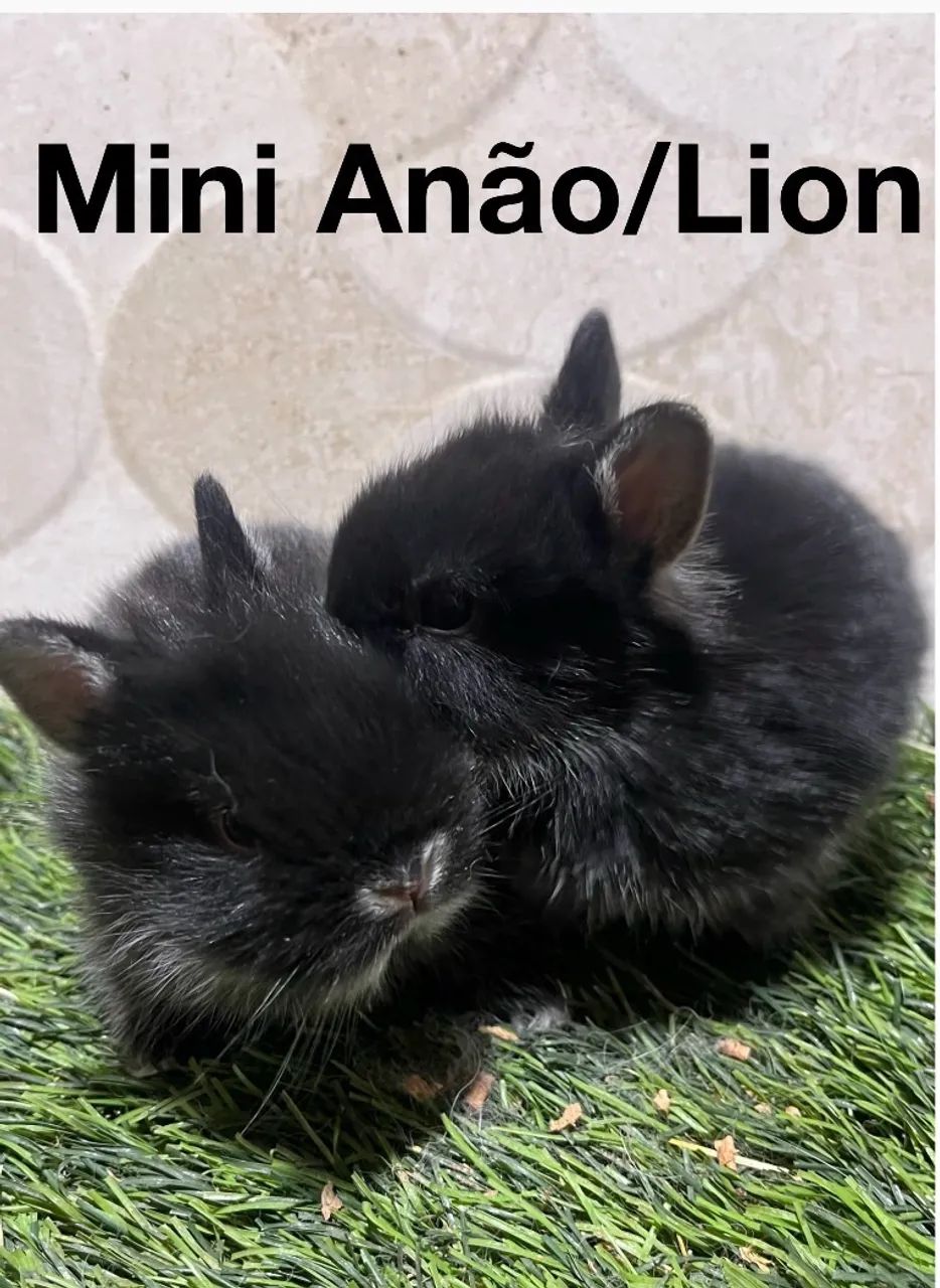 Mini coelhos  - Foto 2