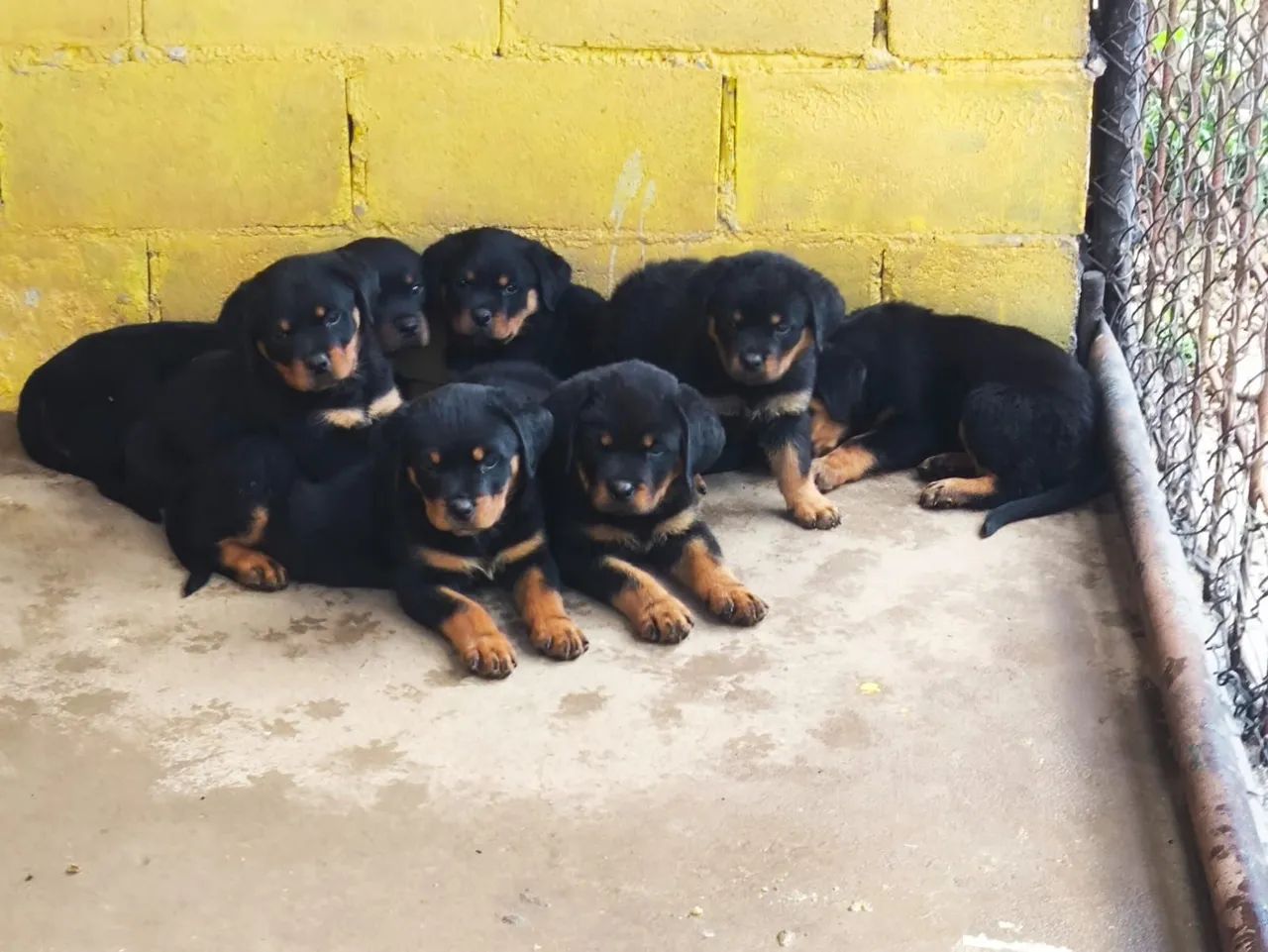 Rottweiler pedigree 
