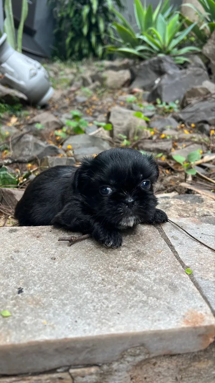 Shihtzu mini  - Foto 3