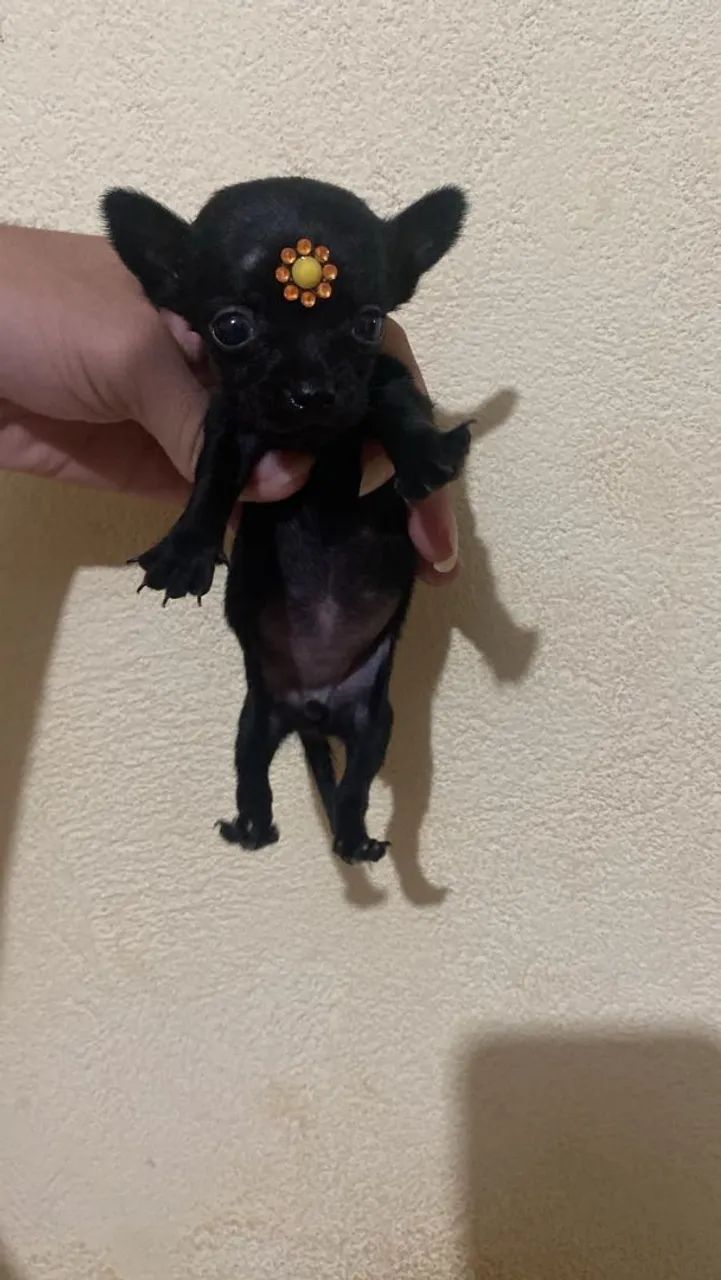 Pinscher  - Foto 4