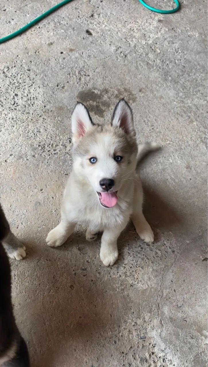 Husky siberiano  - Foto 3