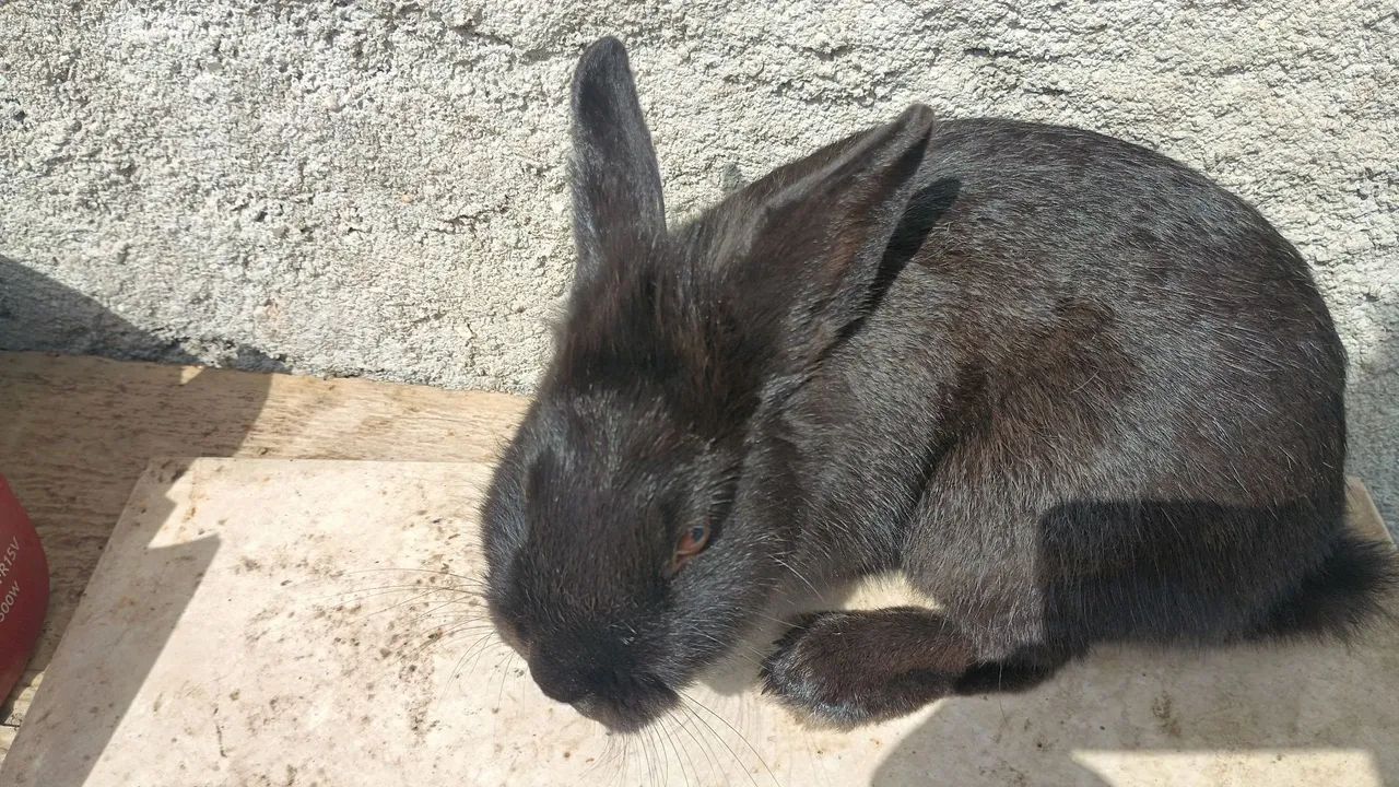 Coelha 