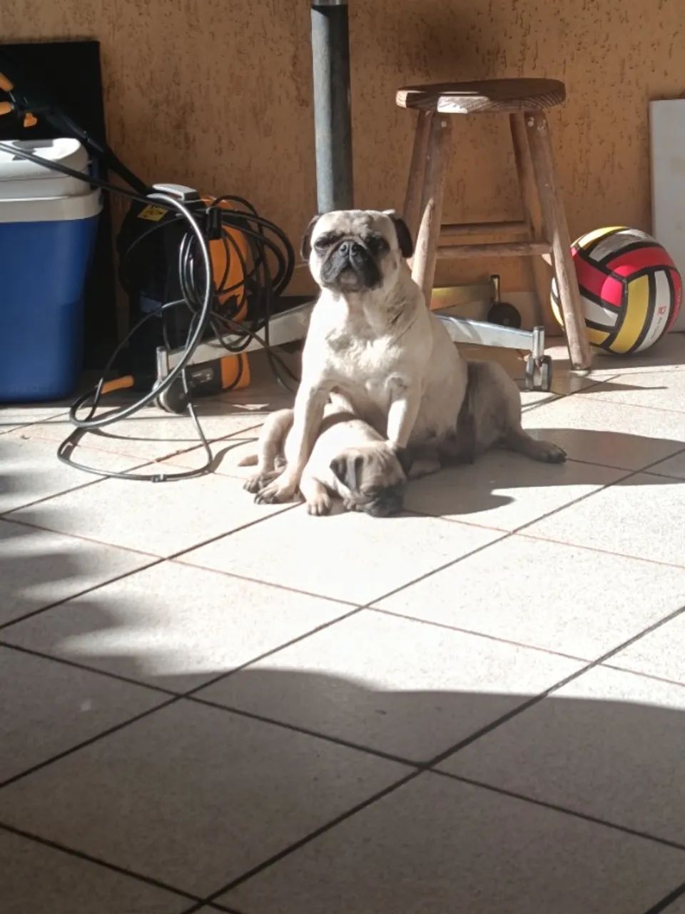 pet - Foto 2