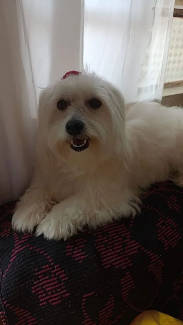 Lhasa Apso 