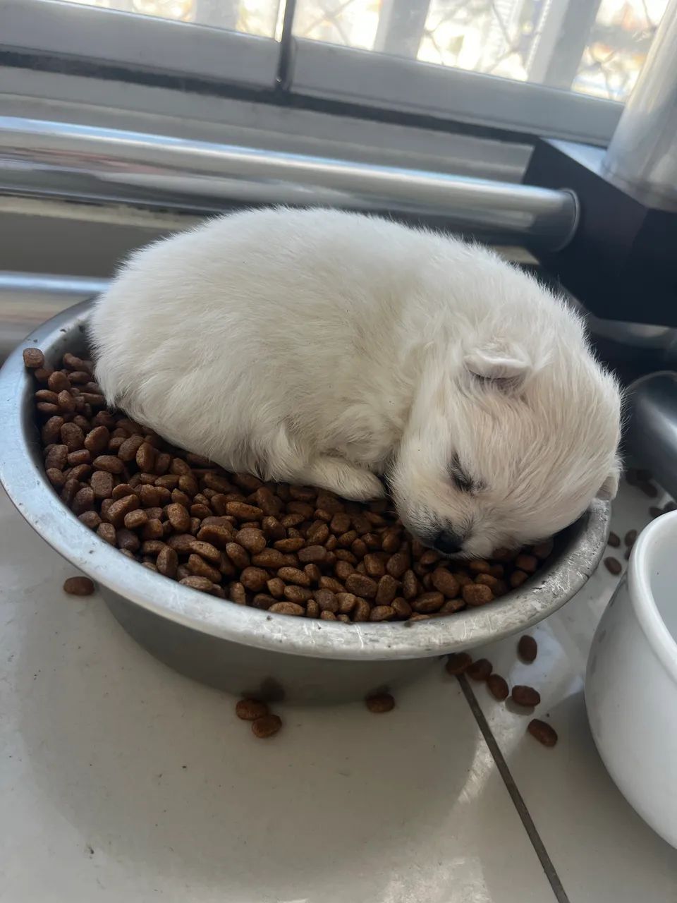 Spitz alemão anão  - Foto 4