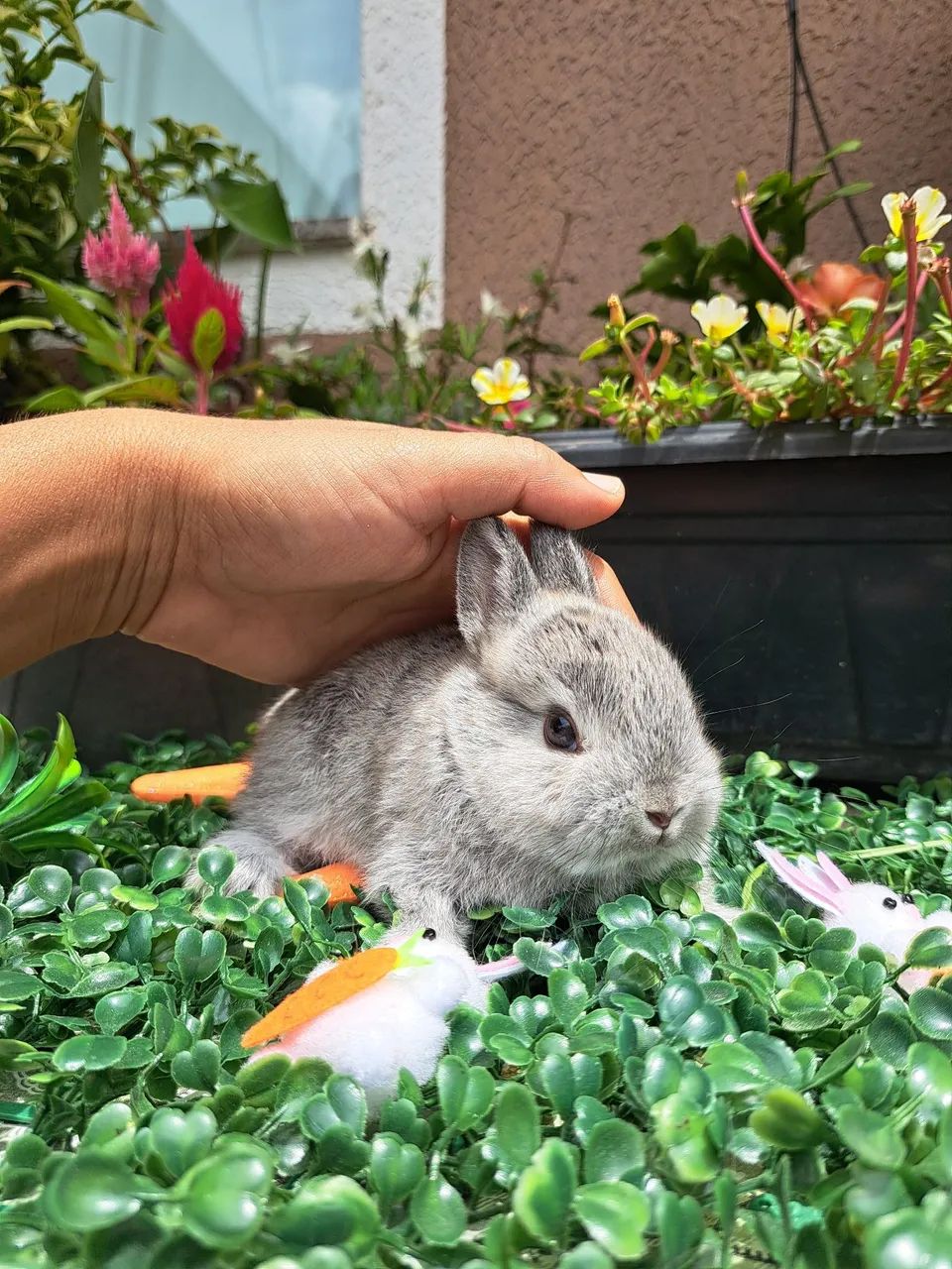 Mini coelhos  - Foto 5