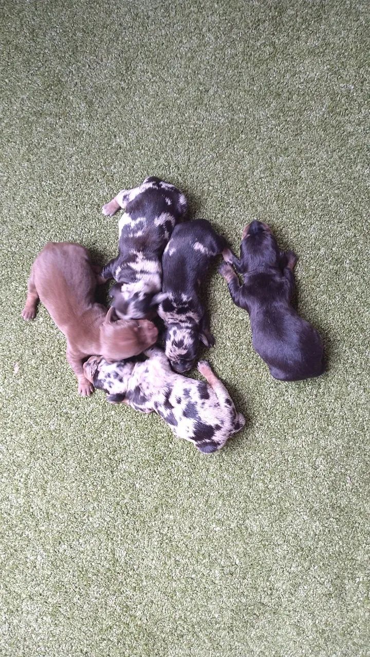 Filhotes dachshund mini para reserva - Foto 2