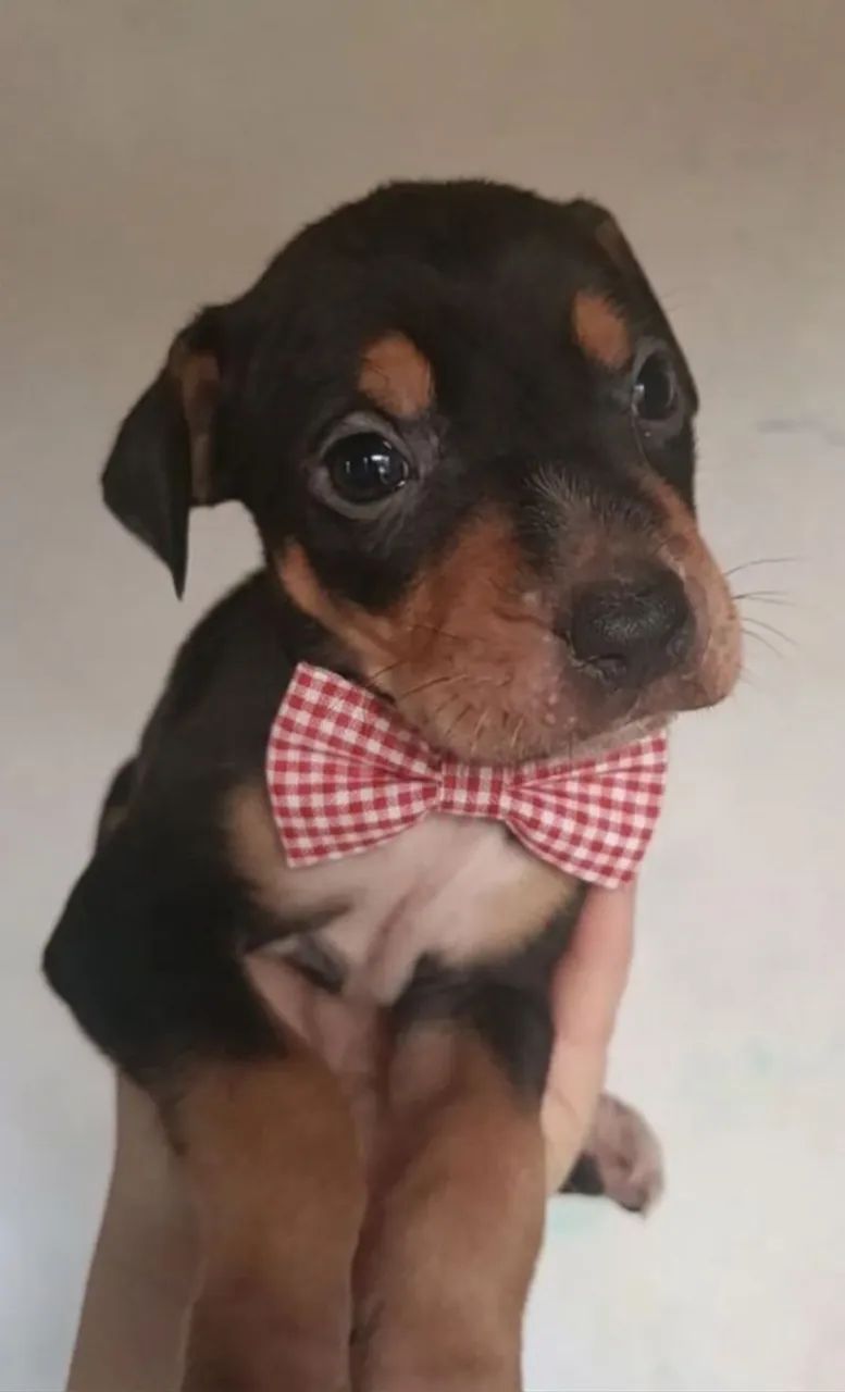 Cachorro adoção  - Foto 4