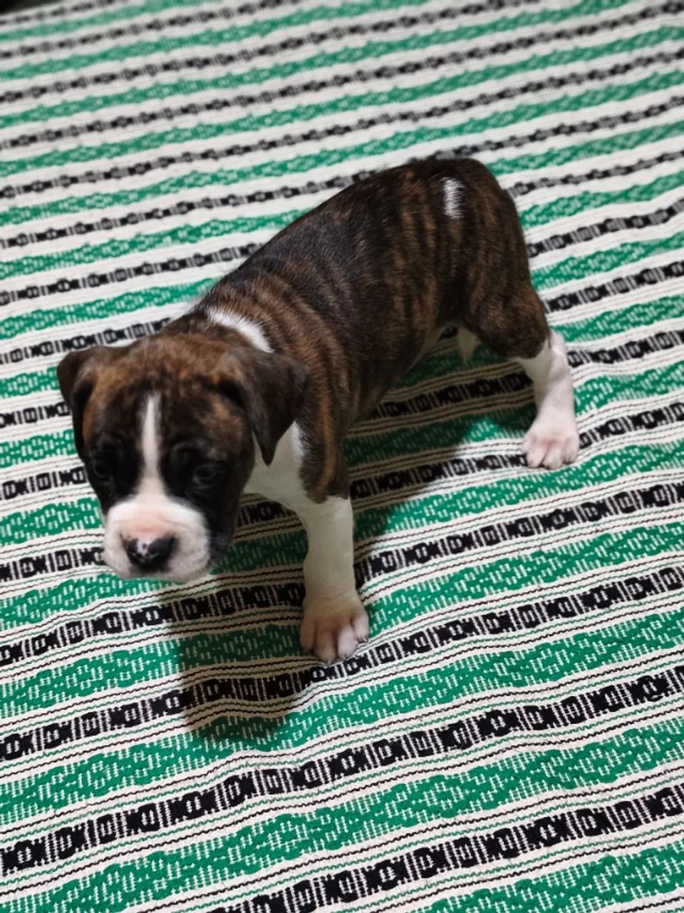Filhote de Boxer - Foto 5