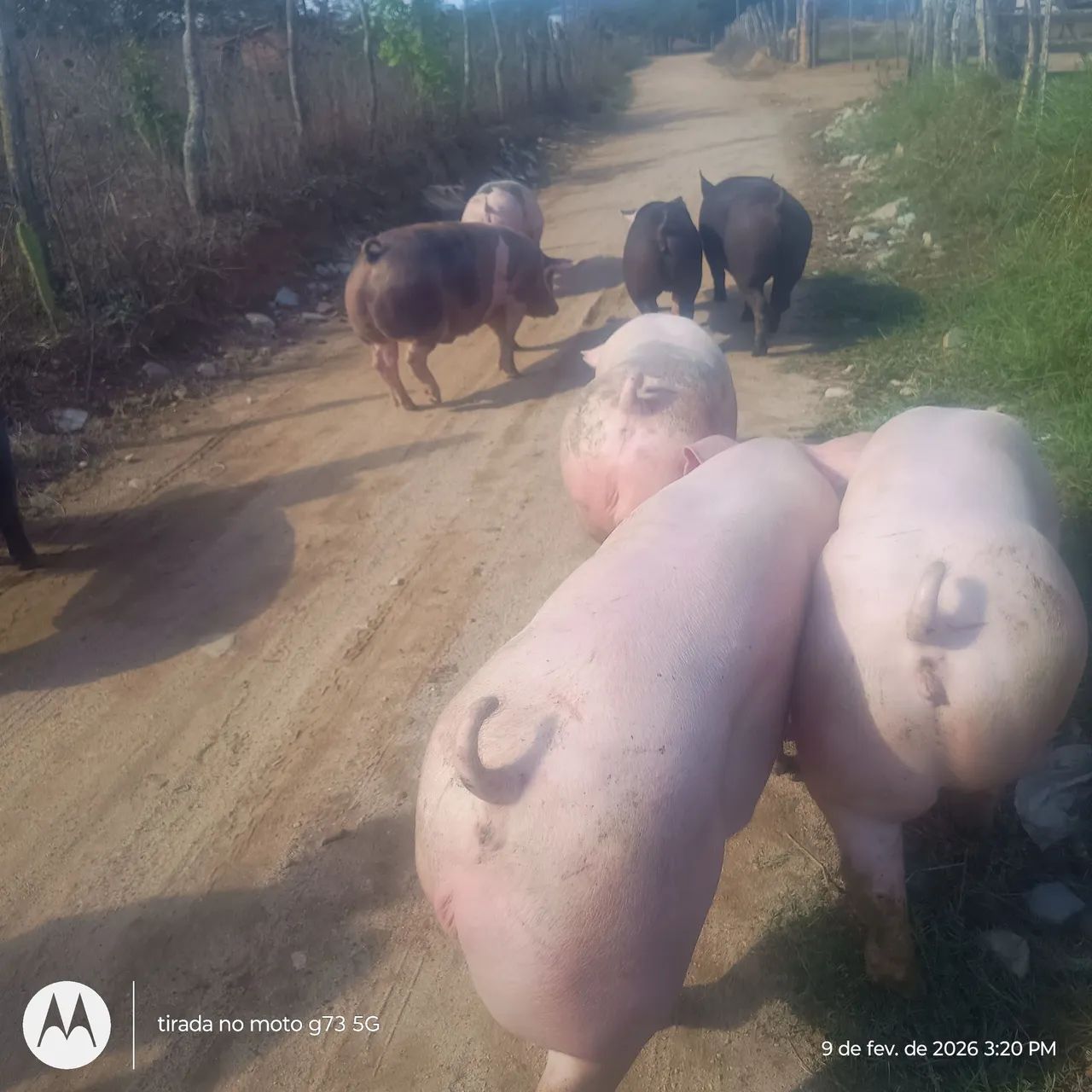 Suinos monteiro  - Foto 2