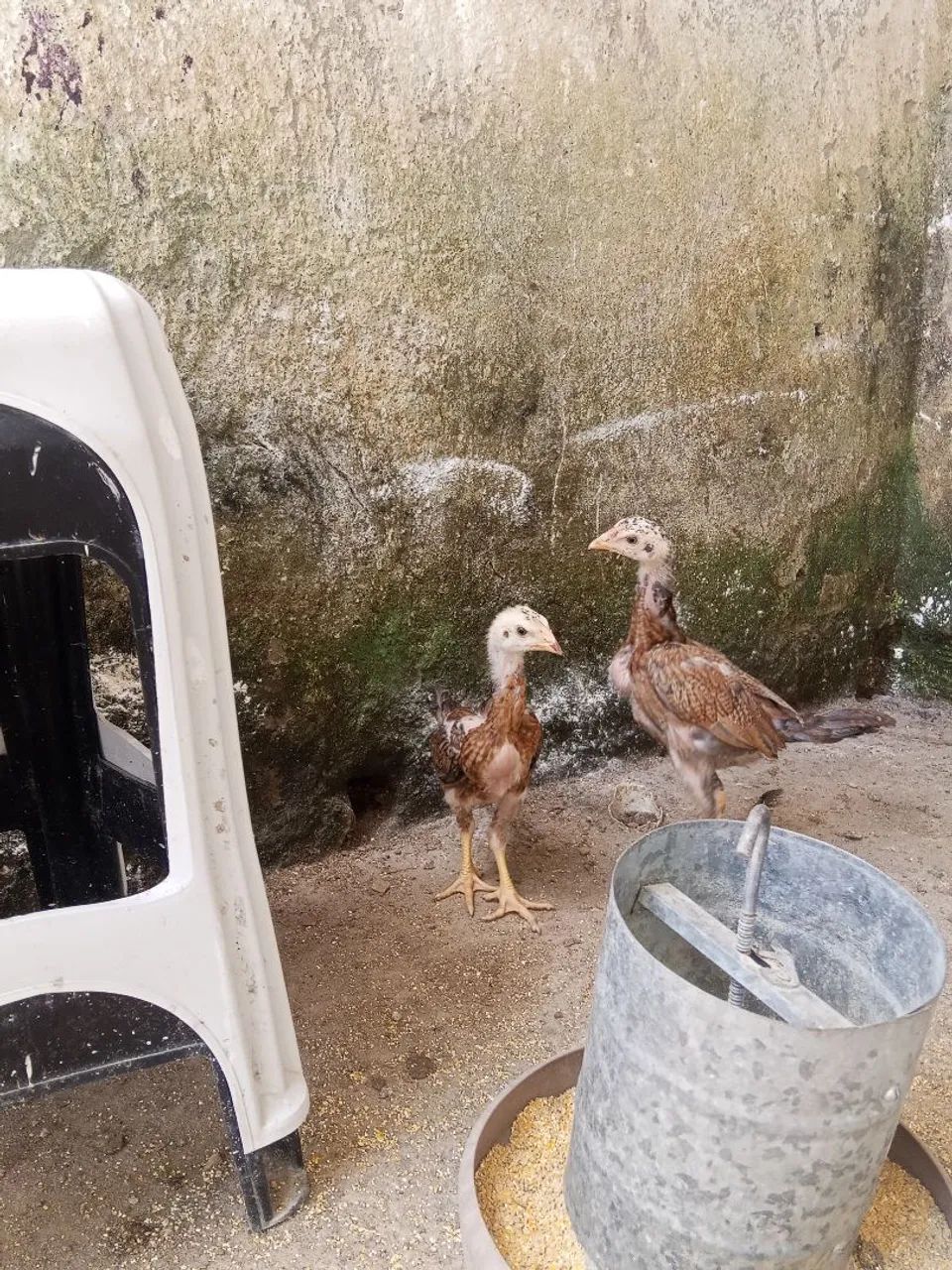 Frango e pintotes indianos  - Foto 5
