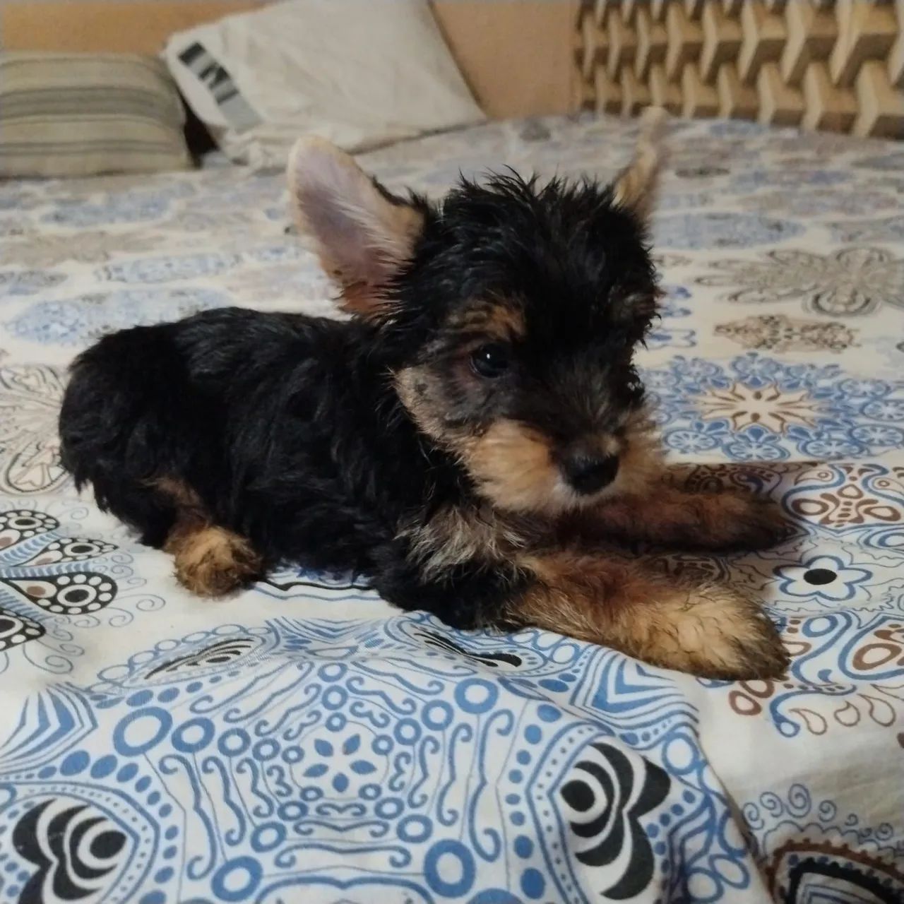 Yorkshire Terrier
